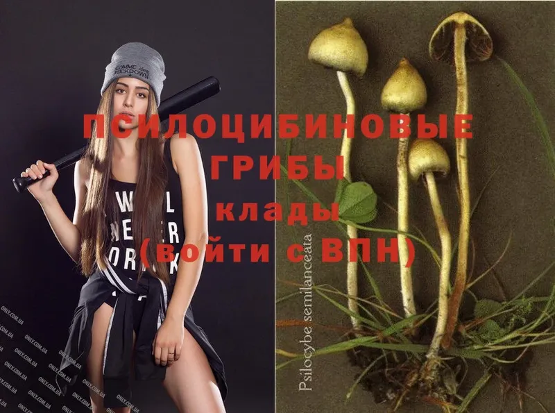 купить   Болгар  Галлюциногенные грибы Psilocybine cubensis 